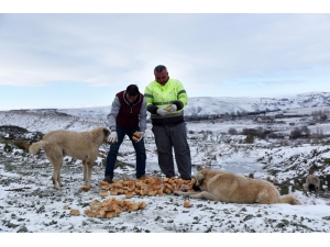 Sokak Hayvanları Unutulmuyor