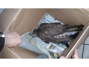 Trafik Ekiplerinin Hayvan Sevgisi