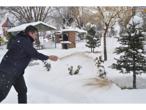 Şuhut Belediyesi Sokak Hayvanlarını Unutmadı