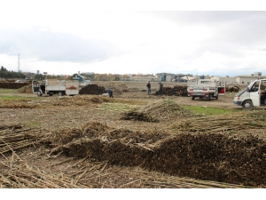 Aydınlı Romanların Kargı Mesaisi Başladı