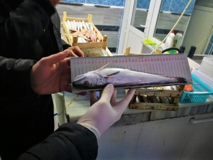 7 İlçede Eş Zamanlı Su Ürünleri Denetimi Yapıldı