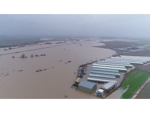 Hırsızlar Sele Sebep Oldu...binlerce Dönüm Ekili Alan Ve 2 Bin Boğa Sular Altında Kaldı