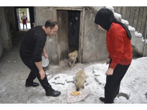 15 Yaşındaki Genç Donmak Üzere Olan Yavru Köpeklere Sahip Çıktı