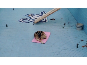 Havuza Düşen Köpeği İşçiler Kurtardı