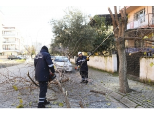 Efeler’de Budama Çalışmaları Devam Ediyor