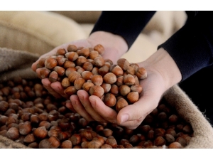 Fındık Fiyatları 2020 Yılında 20 Lirayı Gördü