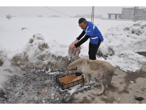 Yüksekova’da Sokak Hayvanları İçin Yiyecek Bırakıldı