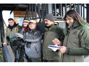 Hersek Lagününde Kosk Sayımı Yapıldı