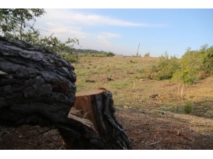 Katledilen Orman Alanında Limon Fidanları Ortaya Çıktı