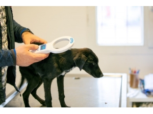 Bodrum’da Sokak Hayvanlarına Çip Uygulaması