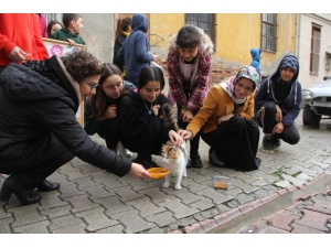 Sokak Sokak Kedi Maması Dağıttılar