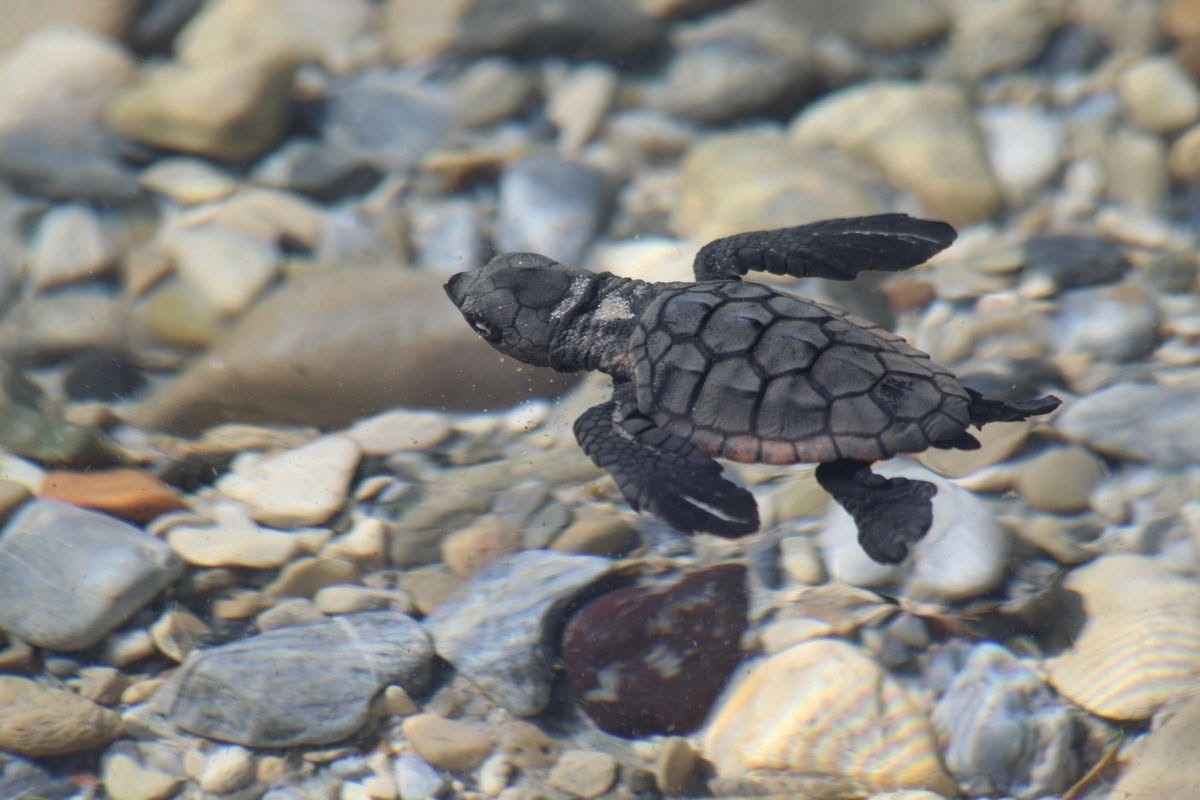 aydin-kiyilarinda-214-yavru-caretta-denizle-bulustu