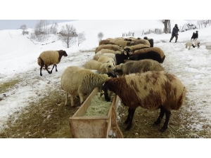Besicilerin Kış Mesaisi