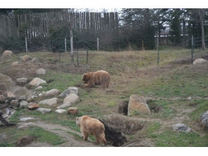 Kış Ayının Sıcak Geçmesi Boz Ayıların Uykusunu Kaçırdı
