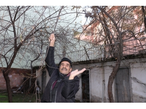 Malatya’da Erik Ağacı Kış Ortasında Meyve Verdi