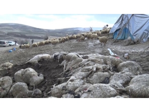 Elazığ’da Çiçek Hastalığı 600’den Fazla Koyunu Telef Etti