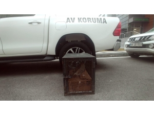 Yaralı Atmaca Tedavi Altına Alındı