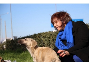 Emeklilik Hayatını Öğrencilerine Ve Sokak Hayvanlarına Adadı