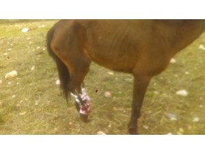 Ayağı Kırılan At Acılar İçinde Ölüme Terk Edildi