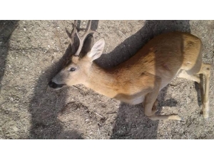 Koruma Altındaki Karacayı Avlayan Şahsa 7 Bin Lira Ceza