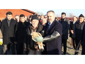 Yaralı Şahin Özgürlüğüne Uçtu