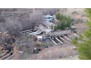 Siirt’te Üretilen Alabalıklar Türkiye’nin Dört Bir Yanına Gönderiliyor