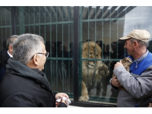 Yavru Aslanların İsmini Vatandaşlar Belirleyecek