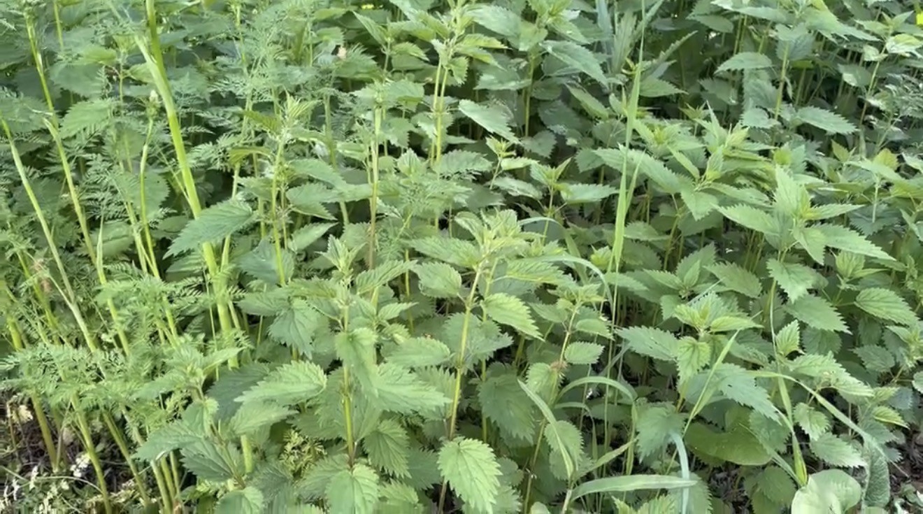 agri-da-isirgan-otu-hasadi-basladi