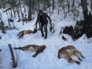 Kaçak Yaban Keçisi Avcılarına Rekor Ceza: 75 Bin 835 Tl