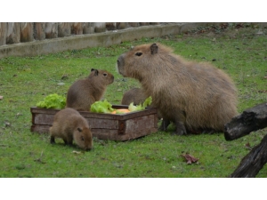 Dünyaya Gözlerini Açan 3 Kapibara Hayvanat Bahçesinin Maskotu Oldu