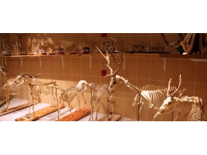 Bu Müze Türkiye’de Tek