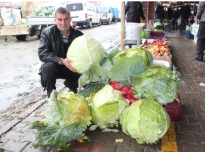 Dev Lahana Görenleri Şaşırttı