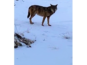 Aç Kalan Kurt Mahalleye İndi