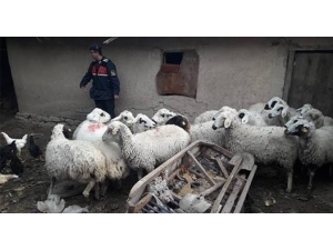 Çaldıkları Hayvanları Uyuşturucu Madde Karşılığında Takas Ettiler