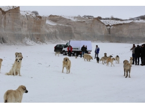 Hayvan Dostu Niğde Belediyesi