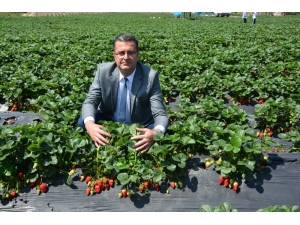 Ordu’da Çilek Ve Mantar Üretimi Arttı