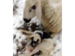 Canlı Yayında Beklenmedik Sürpriz