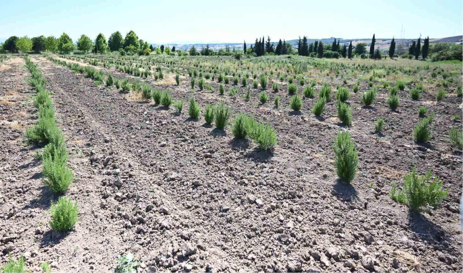 tibbi-ve-aromatik-meyveler-orman-koylusune-gelir-kapisi-oluyor