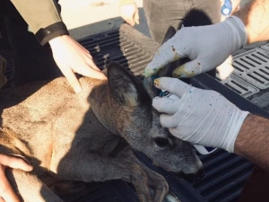 Askeri Birliğe Sığınmıştı, Doğaya Bırakıldı