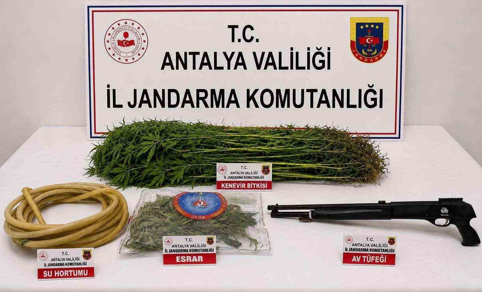 alanya-da-120-kok-kenevir-ele-gecirildi