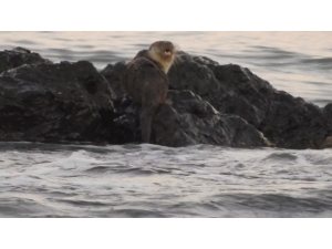 Marmara Denizi’nde Su Samuru Heyecanı