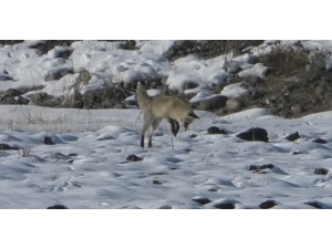 Kars’ta Tilkilerin Av Mesaisi Başladı
