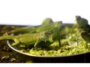 Bursa’da İguanaların Beslenme Saati