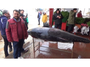 Sardalya Avlarken, 450 Kiloluk Orkinos Yakaladılar