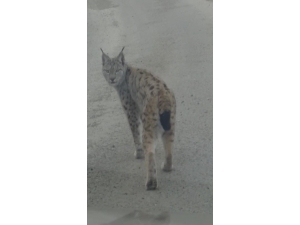 Karayoluna İnen Vaşağın Umursamaz Hali Böyle Görüntülendi