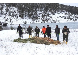 Orman Bölge Müdürlüğü’nden Yaban Hayvanlarını Yemleme Çalışması