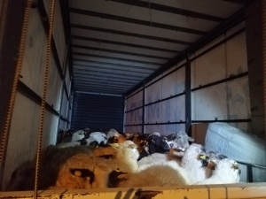 İzmir’de Çalınan 80 Küçükbaş Hayvan Bursa’da Bulundu