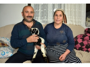 Kuzuyu Evlerinde Anne Şefkatiyle Büyütüyorlar