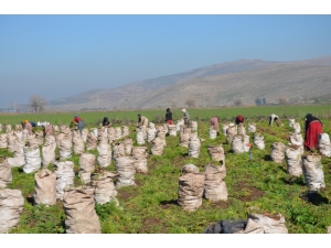 Havucun Sofraya Zahmetli Yolculuğu