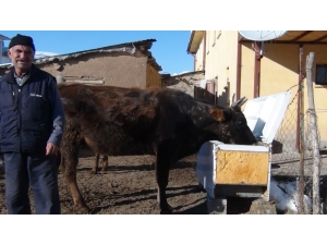 Buzdolabından Yaptığı Sıvatla Hayvanlarına Su İçiriyor